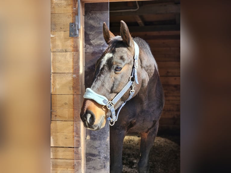 Węgierski koń sportowy Mix Wałach 11 lat 171 cm Ciemnogniada in Wilhelmsburg