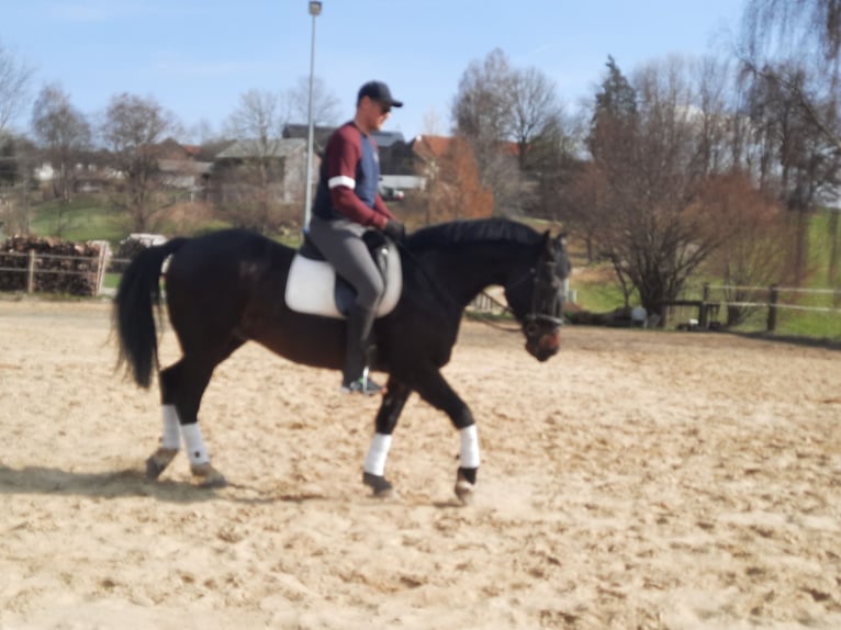 Węgierski koń sportowy Wałach 11 lat in St.Oswald