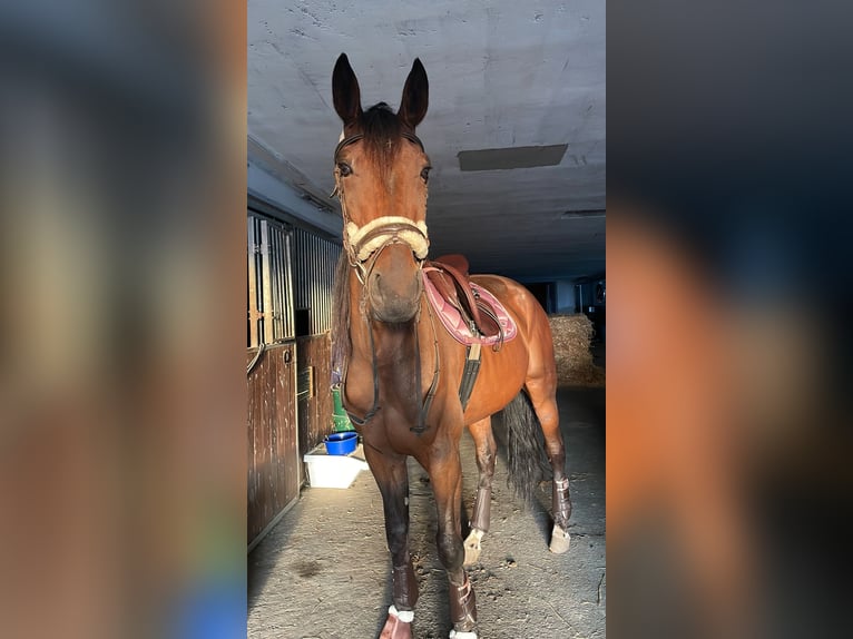 Węgierski koń sportowy Wałach 12 lat 175 cm Gniada in Mühldorf am Inn