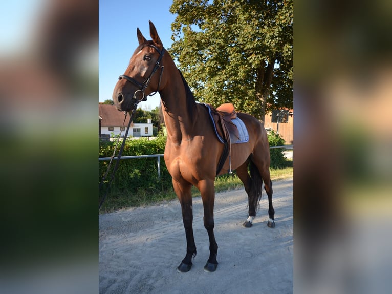 Węgierski koń sportowy Wałach 12 lat 175 cm Gniada in Mühldorf am Inn