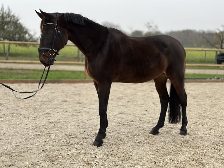 Węgierski koń sportowy Wałach 13 lat 170 cm Gniada in Meißenheim