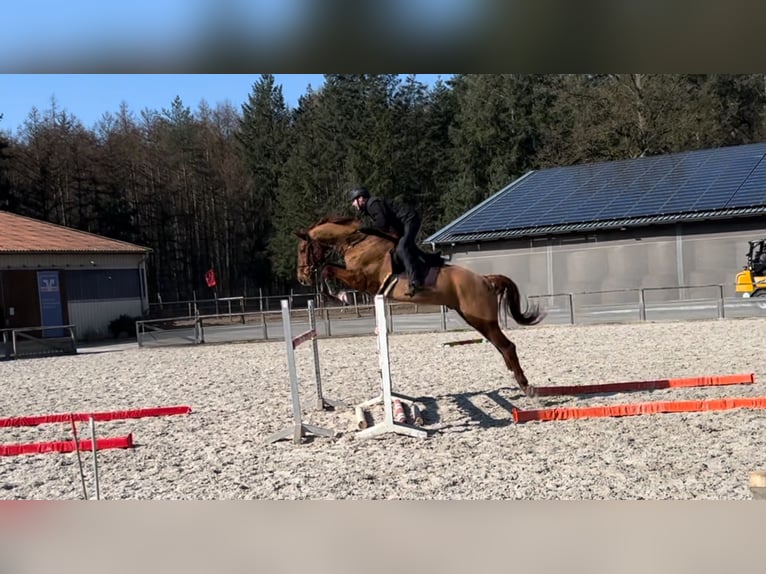 Węgierski koń sportowy Wałach 13 lat 171 cm Kasztanowata in Perleberg