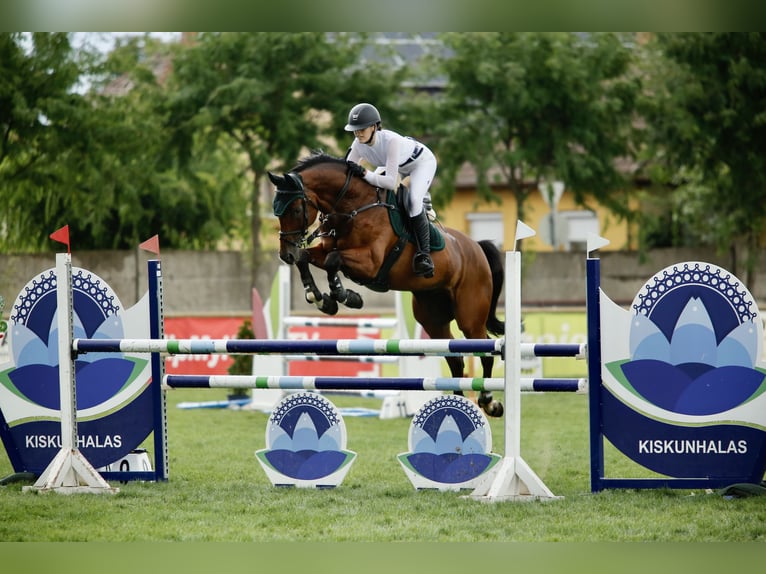 Węgierski koń sportowy Wałach 14 lat 169 cm Gniada in Csömör