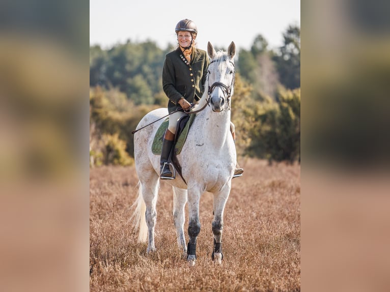 Węgierski koń sportowy Wałach 16 lat 169 cm Siwa in Goslar Hahndorf