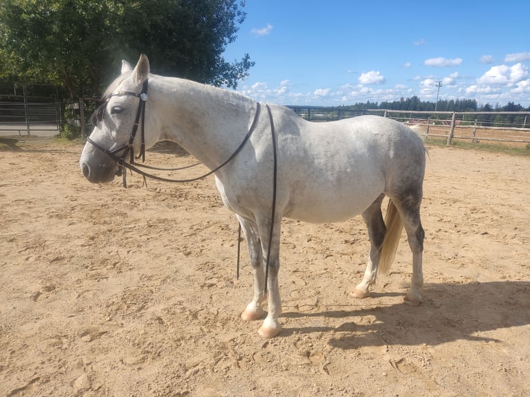 Węgierski koń sportowy Wałach 17 lat 152 cm Siwa in Mellatz