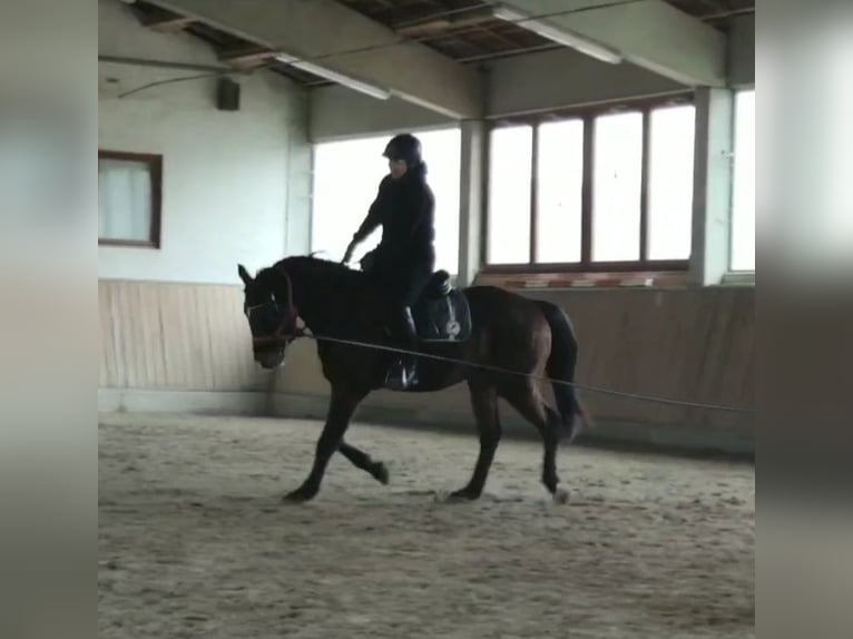 Węgierski koń sportowy Wałach 4 lat 160 cm Gniada in Wald
