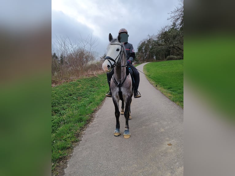 Węgierski koń sportowy Wałach 5 lat 155 cm Siwa in Horb am Neckar