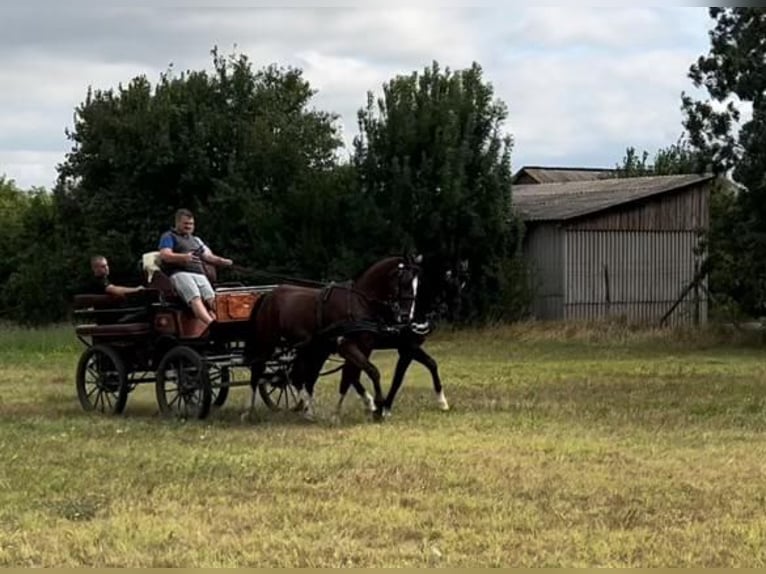 Węgierski koń sportowy Mix Wałach 5 lat 158 cm Gniada in Tass