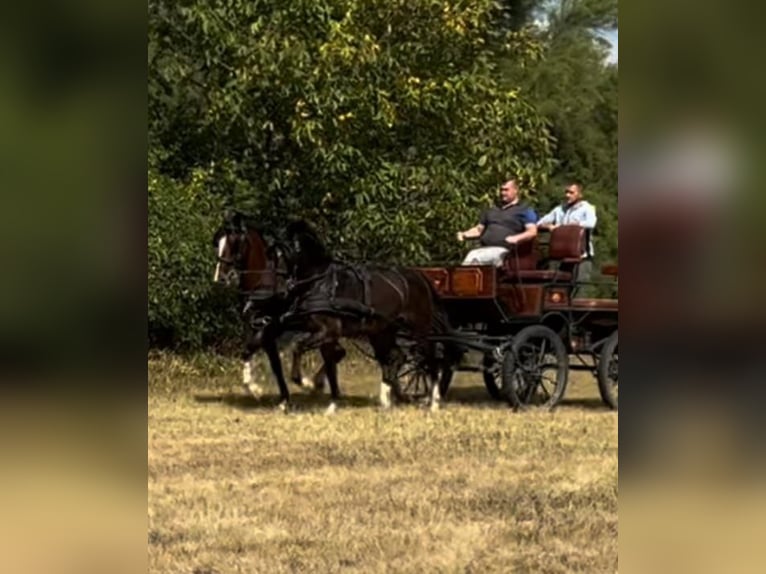 Węgierski koń sportowy Mix Wałach 5 lat 158 cm Gniada in Tass