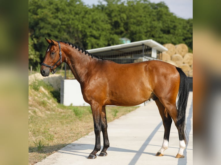 Węgierski koń sportowy Wałach 5 lat 169 cm Gniada in Gyömrő