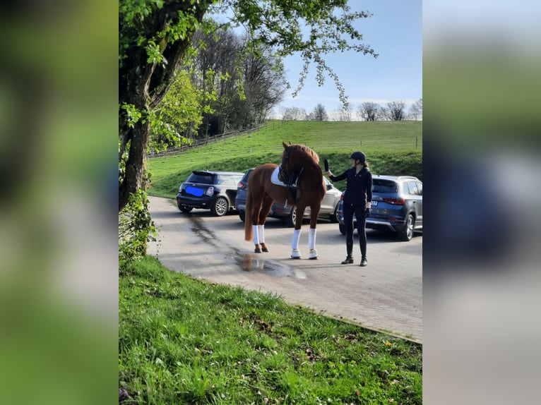 Węgierski koń sportowy Wałach 5 lat 169 cm Kasztanowata in Wermelskirchen