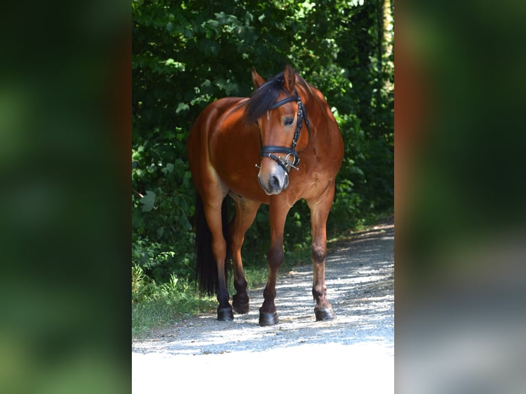 Węgierski koń sportowy Mix Wałach 6 lat 130 cm Gniada in Weinfelden