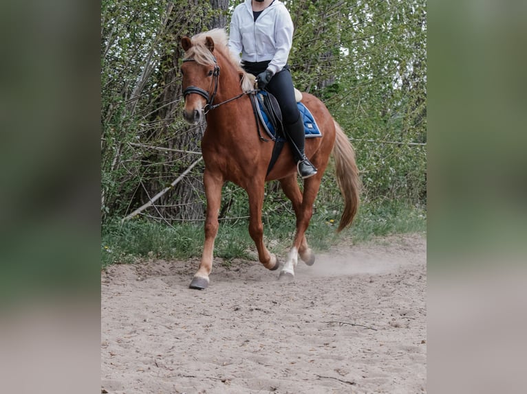 Węgierski koń sportowy Wałach 6 lat 147 cm Kasztanowata in Gera
