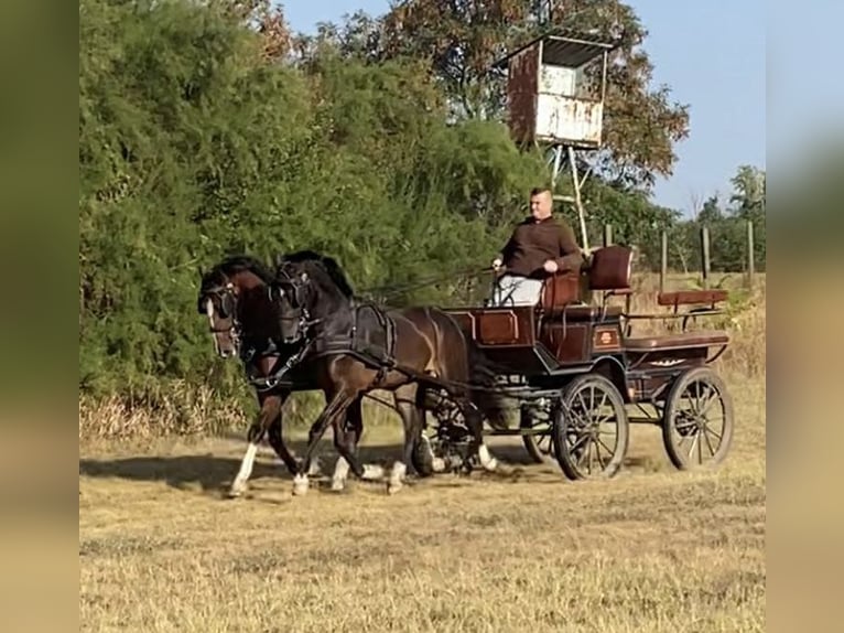 Węgierski koń sportowy Wałach 6 lat 160 cm Gniada in Tass