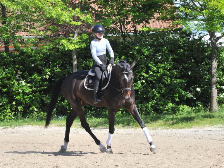 Węgierski koń sportowy Wałach 6 lat 172 cm Ciemnogniada in Schattendorf
