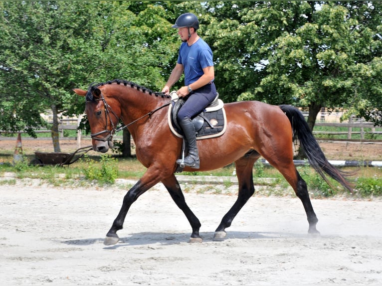 Węgierski koń sportowy Wałach 6 lat 173 cm Gniada in Breitenfurt bei Wien