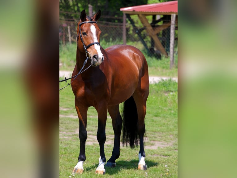 Węgierski koń sportowy Wałach 7 lat 165 cm Gniada in Ács