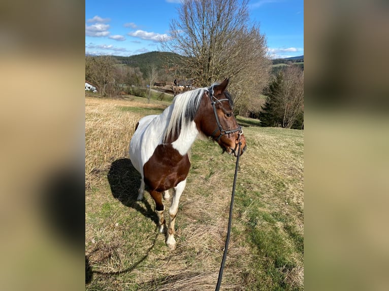 Węgierski koń sportowy Wałach 8 lat 147 cm Srokata in Prackenbach