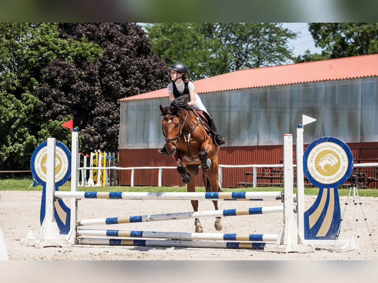 Węgierski koń sportowy Wałach 8 lat 162 cm Gniada in Pilis