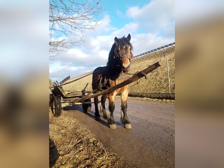 Weitere Kaltblüter Hengst 2 Jahre 154 cm Brauner in Kostomłoty pierwsze
