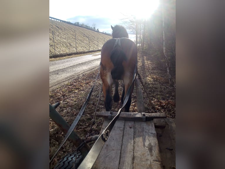 Weitere Kaltblüter Hengst 2 Jahre 154 cm Brauner in Kostomłoty pierwsze