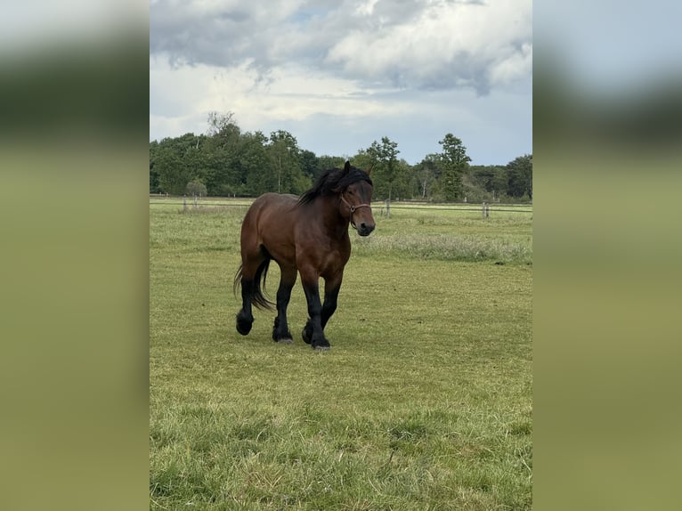 Weitere Kaltblüter Hengst 3 Jahre 157 cm Brauner in Beuningen