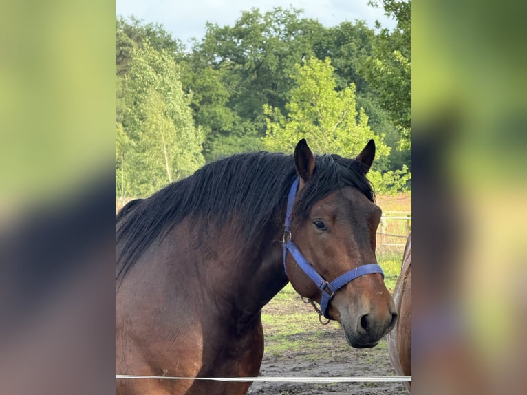 Weitere Kaltblüter Hengst 3 Jahre 157 cm Brauner in Beuningen