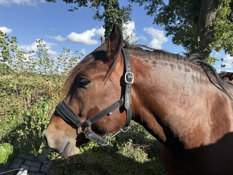 Weitere Kaltblüter Hengst 3 Jahre 157 cm Brauner in Beuningen