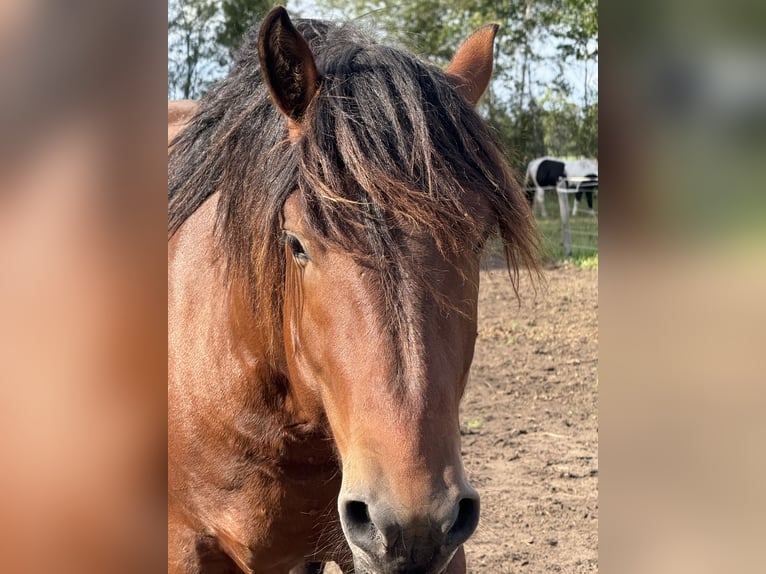 Weitere Kaltblüter Hengst 3 Jahre 157 cm Brauner in Beuningen