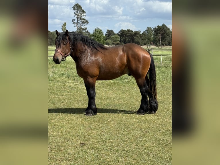 Weitere Kaltblüter Hengst 3 Jahre 157 cm Brauner in Beuningen