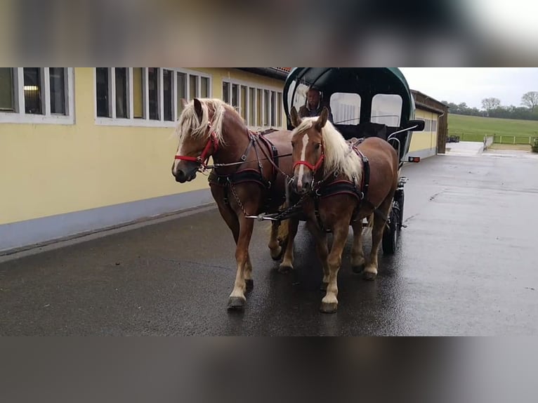 Weitere Kaltblüter Stute 10 Jahre 159 cm Fuchs in Kamenz