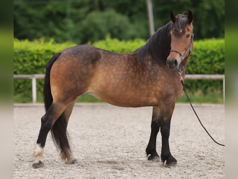 Weitere Kaltblüter Mix Stute 11 Jahre 156 cm Brauner in Neustadt (Wied)