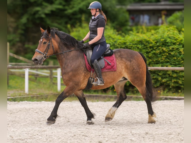 Weitere Kaltblüter Mix Stute 11 Jahre 156 cm Brauner in Neustadt (Wied)