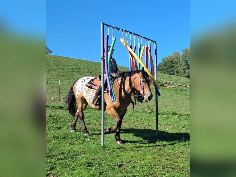 Weitere Kaltblüter Stute 11 Jahre 163 cm Tigerschecke in Bayerbach