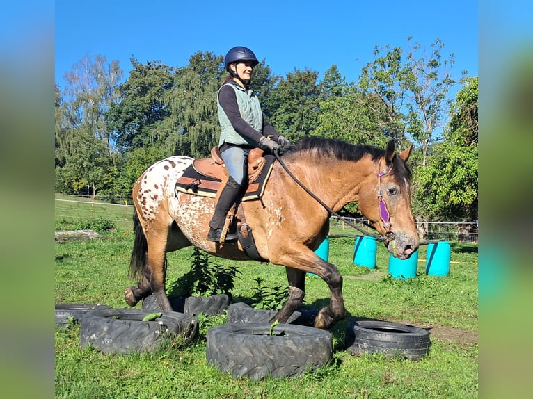 Weitere Kaltblüter Stute 11 Jahre 163 cm Tigerschecke in Bayerbach