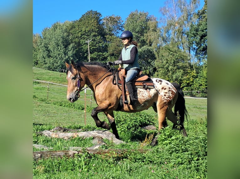 Weitere Kaltblüter Stute 11 Jahre 163 cm Tigerschecke in Bayerbach