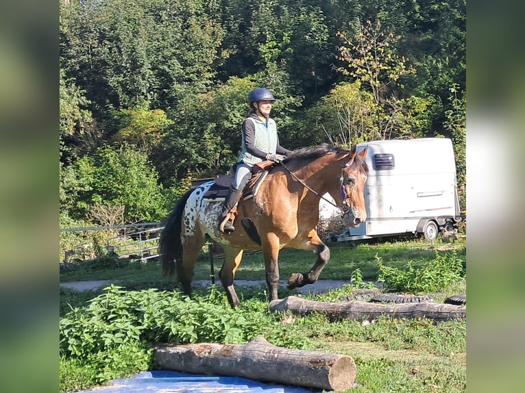 Weitere Kaltblüter Stute 11 Jahre 163 cm Tigerschecke in Bayerbach