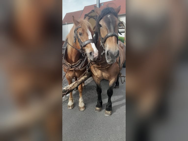 Weitere Kaltblüter Mix Stute 11 Jahre Braunfalbschimmel in Kaltohmfeld