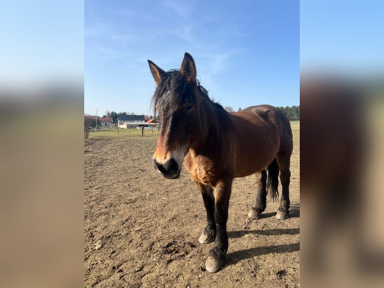 Weitere Kaltblüter Mix Stute 11 Jahre Braunfalbschimmel in Kaltohmfeld