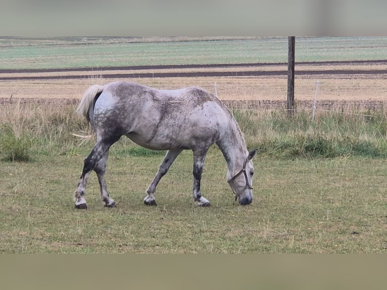 Weitere Kaltblüter Mix Stute 12 Jahre 158 cm Apfelschimmel in Reiskirchen