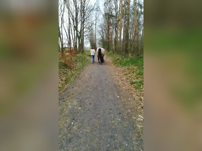 Weitere Kaltblüter Mix Stute 12 Jahre 165 cm Roan-Bay in Oschatz