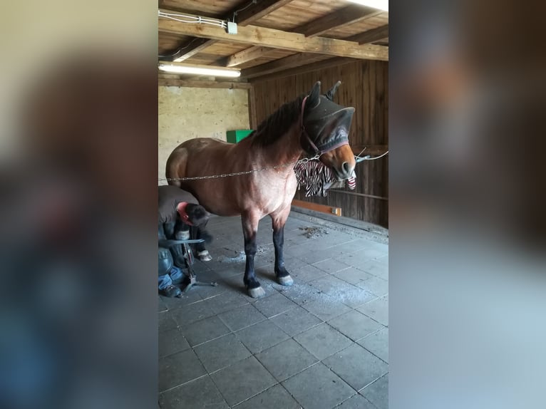 Weitere Kaltblüter Mix Stute 12 Jahre 165 cm Roan-Bay in Oschatz
