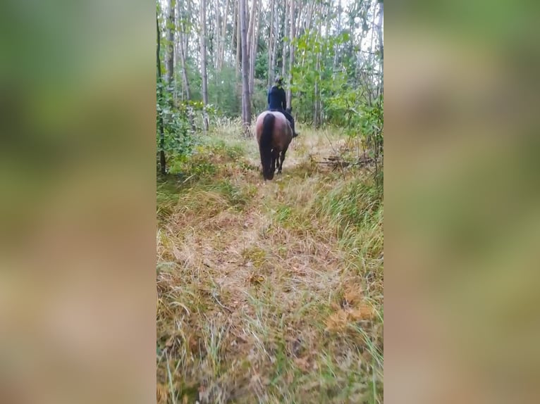 Weitere Kaltblüter Mix Stute 12 Jahre 165 cm Roan-Bay in Oschatz