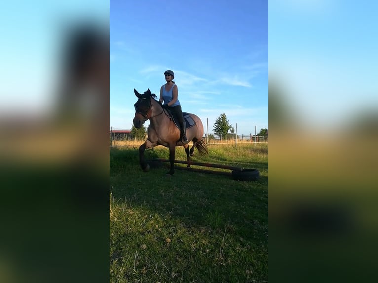 Weitere Kaltblüter Mix Stute 12 Jahre 165 cm Roan-Bay in Oschatz