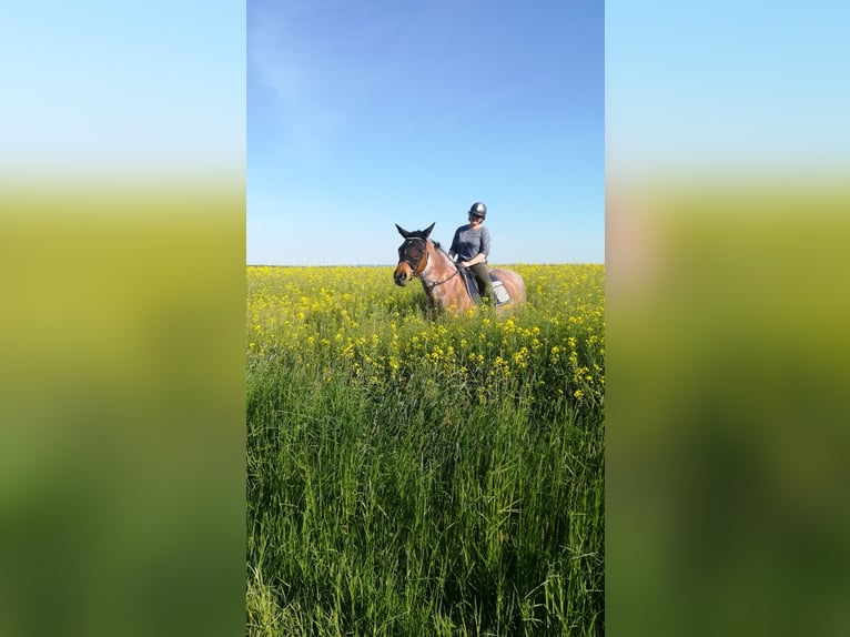 Weitere Kaltblüter Mix Stute 12 Jahre 165 cm Roan-Bay in Oschatz