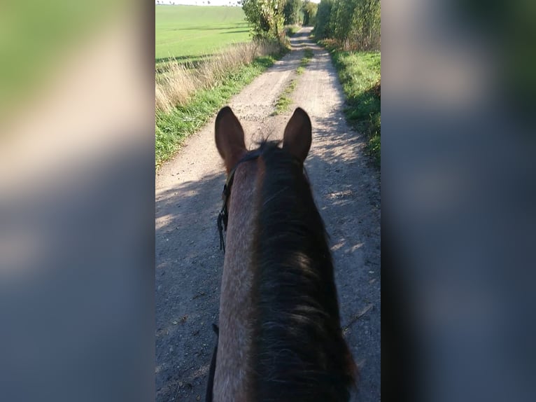 Weitere Kaltblüter Mix Stute 12 Jahre 165 cm Roan-Bay in Oschatz