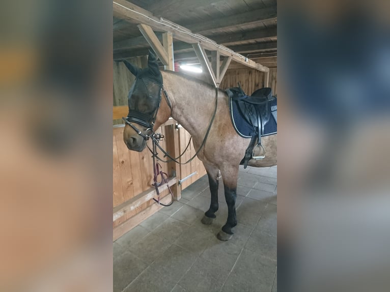 Weitere Kaltblüter Mix Stute 12 Jahre 165 cm Roan-Bay in Oschatz
