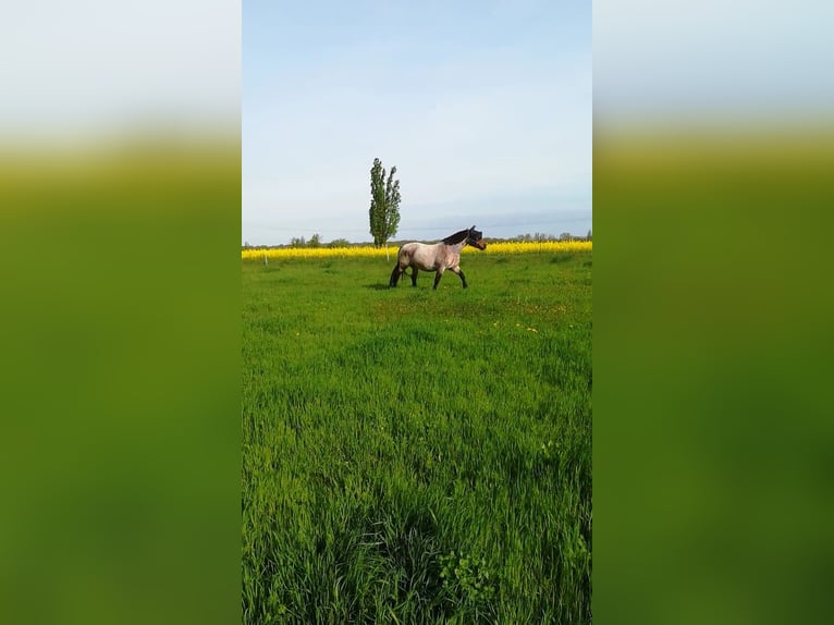 Weitere Kaltblüter Mix Stute 12 Jahre 165 cm Roan-Bay in Oschatz