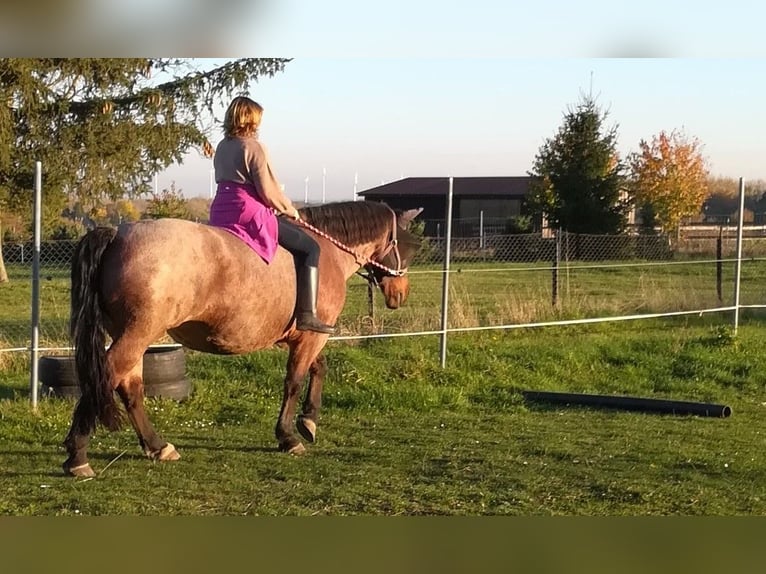 Weitere Kaltblüter Mix Stute 12 Jahre 165 cm Roan-Bay in Oschatz