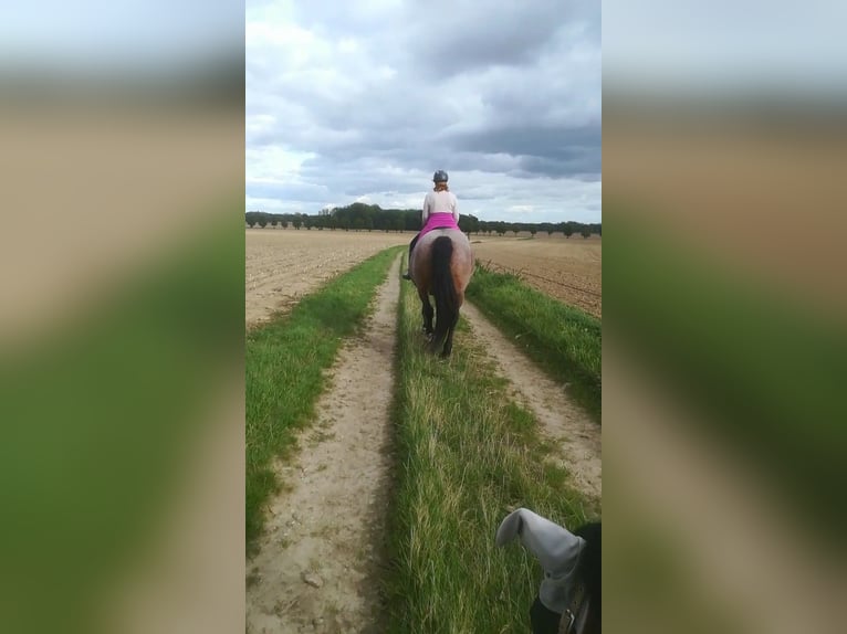 Weitere Kaltblüter Mix Stute 12 Jahre 165 cm Roan-Bay in Oschatz